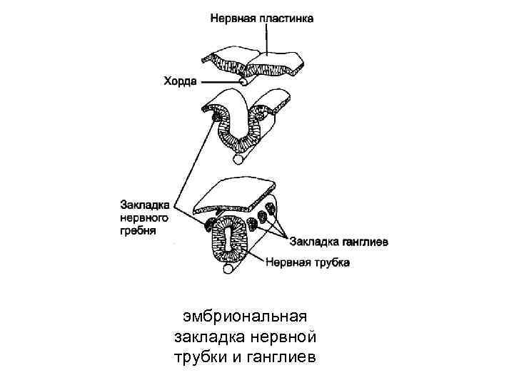  эмбриональная закладка нервной трубки и ганглиев 