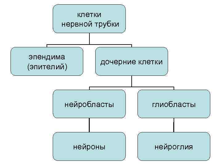   клетки   нервной трубки эпендима    дочерние клетки (эпителий)