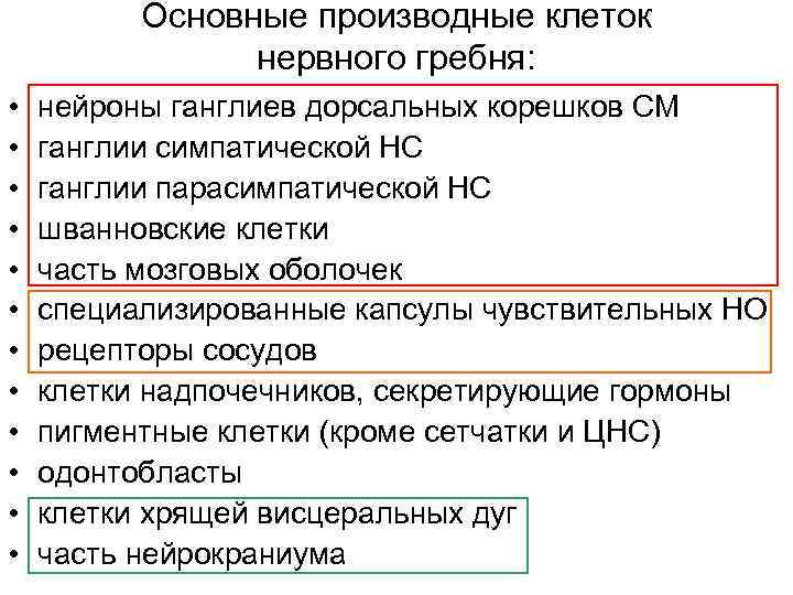    Основные производные клеток   нервного гребня:  •  нейроны