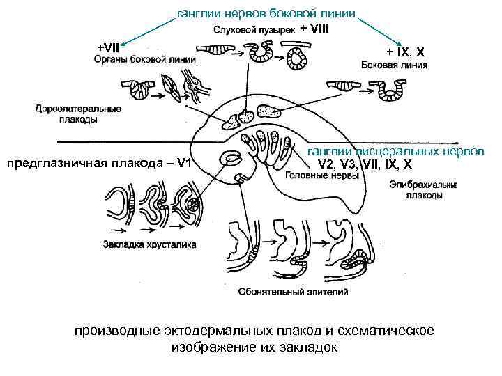     ганглии нервов боковой линии     + VIII