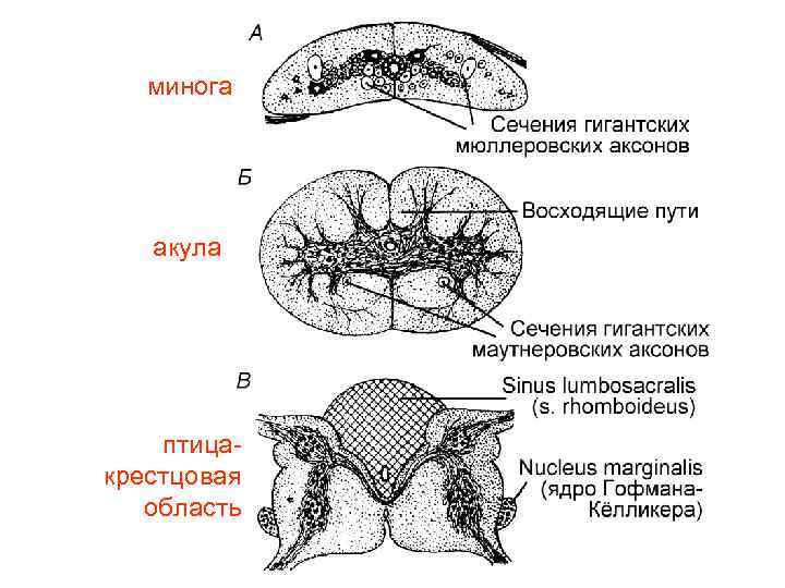   минога  акула   птица- крестцовая  область 