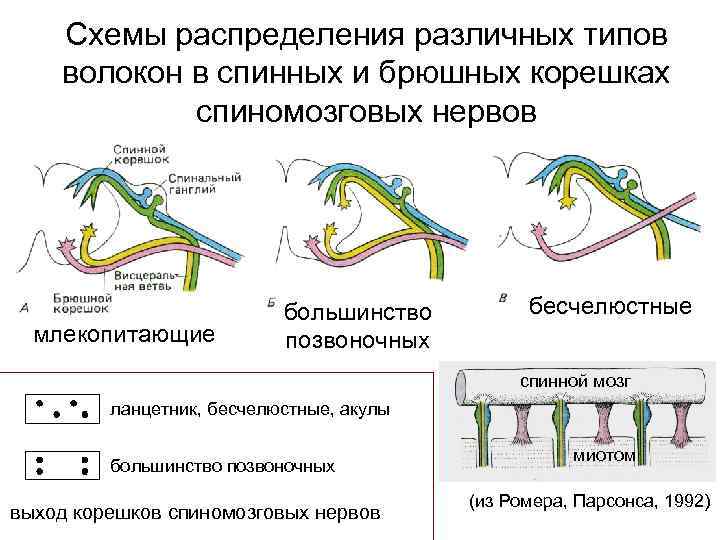   Схемы распределения различных типов волокон в спинных и брюшных корешках  