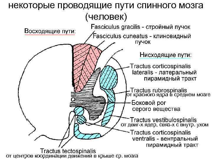 некоторые проводящие пути спинного мозга    (человек)     от