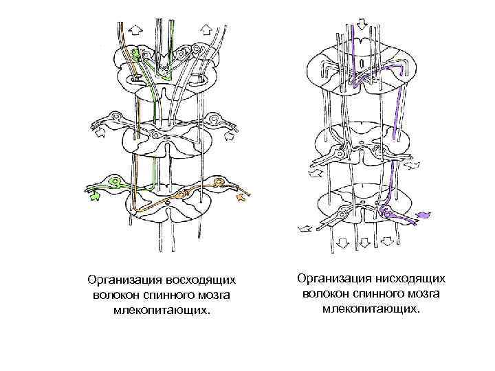 Организация восходящих  Организация нисходящих волокон спинного мозга млекопитающих. 