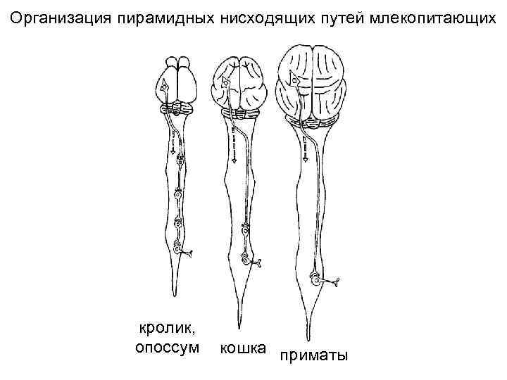 Организация пирамидных нисходящих путей млекопитающих   кролик,    опоссум  кошка