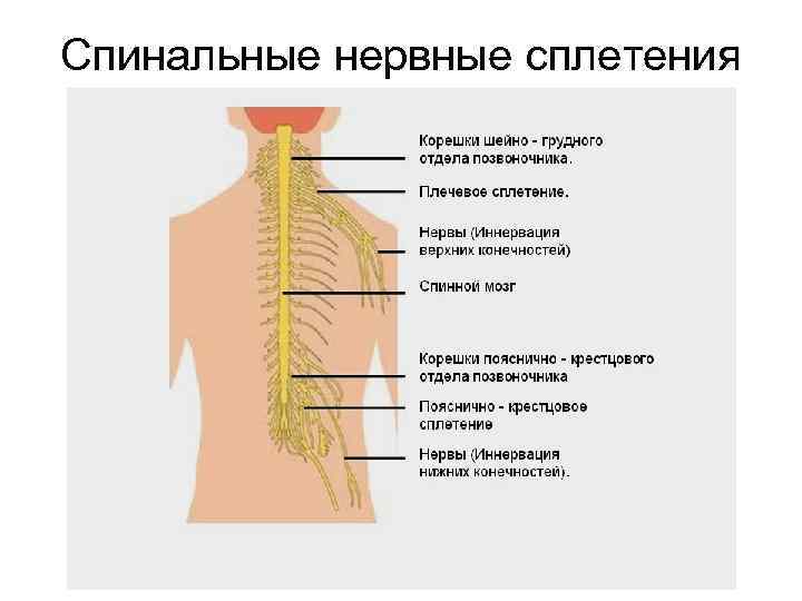 Спинальные нервные сплетения 