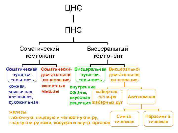     ЦНС     ПНС  Соматический  