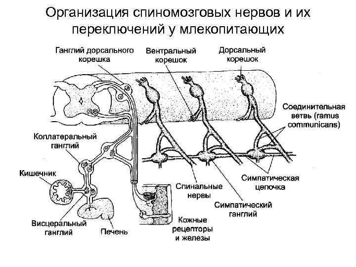Организация спиномозговых нервов и их  переключений у млекопитающих 