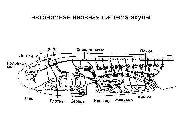 автономная нервная система акулы 