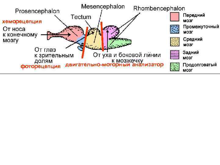 хеморецепция   фоторецепция двигательно-моторный анализатор 