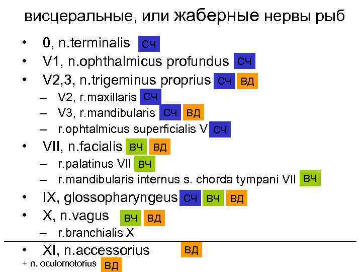 висцеральные, или жаберные нервы рыб •  0, n. terminalis СЧ •  V
