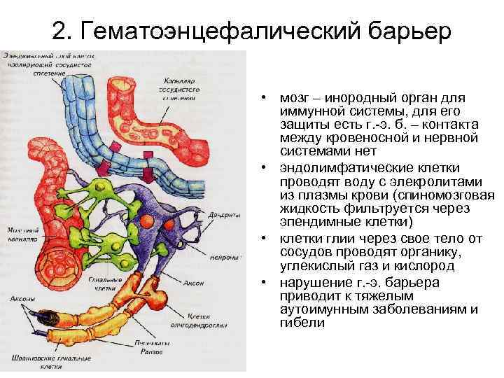 2. Гематоэнцефалический барьер   • мозг – инородный орган для   иммунной