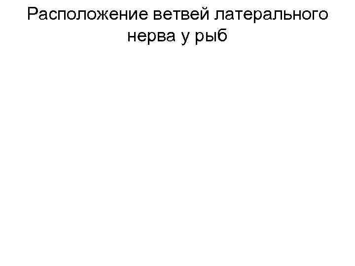 Расположение ветвей латерального  нерва у рыб 