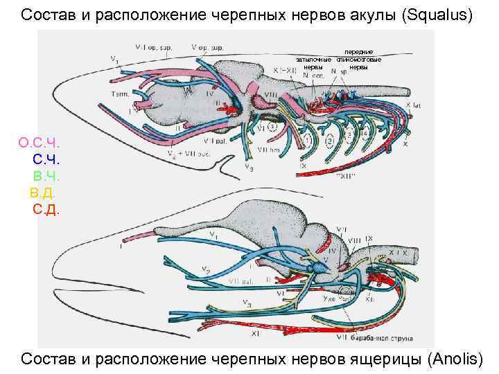 Состав и расположение черепных нервов акулы (Squalus)    передние   