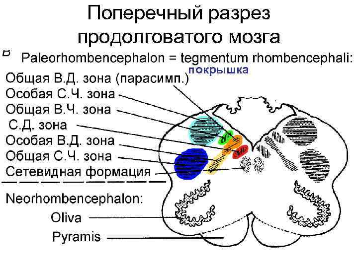 Строение продолговатого мозга на поперечном срезе ядра и проводящие пути схема