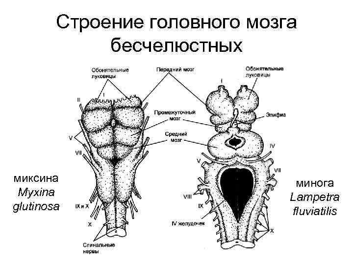   Строение головного мозга   бесчелюстных миксина     минога