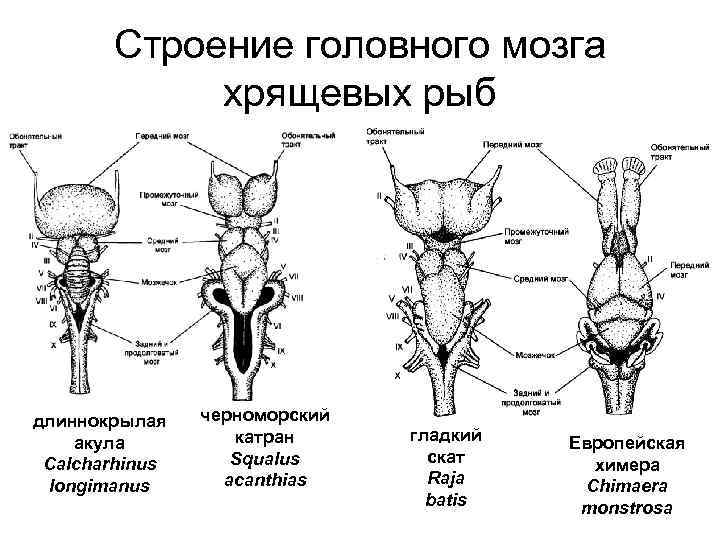 Особенности строения мозга рыбы. Эволюция нервной системы у хрящевых рыб. Строение головного мозга хрящевых рыб. Строение нервной системы хрящевых рыб. Нервная система головной мозг костных рыб.