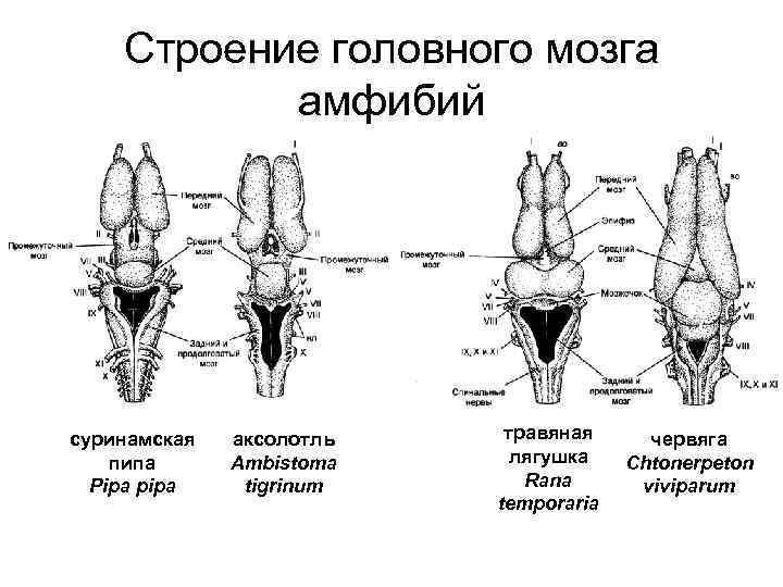 Мозг земноводных схема