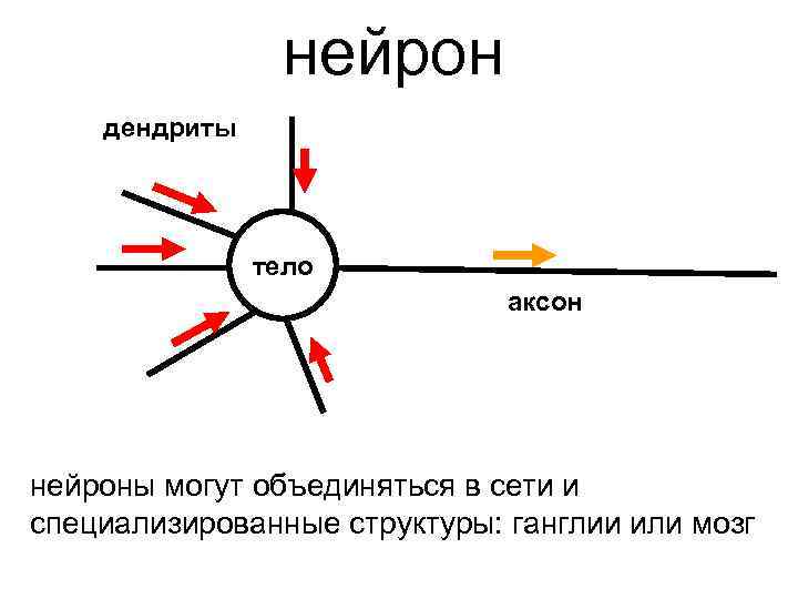    нейрон дендриты    тело     