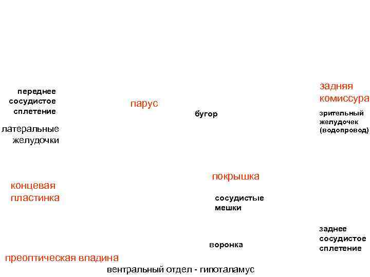   переднее     задняя сосудистое     
