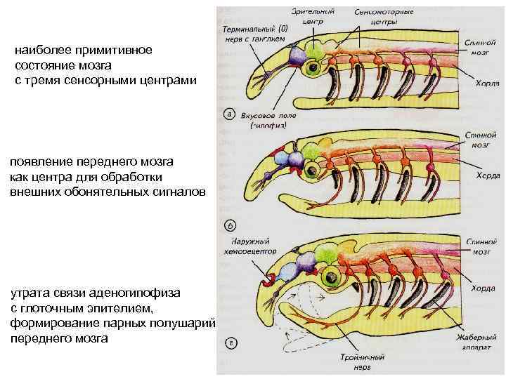 наиболее примитивное состояние мозга с тремя сенсорными центрами появление переднего мозга как центра для
