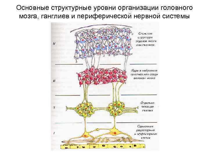 Основные структурные уровни организации головного мозга, ганглиев и периферической нервной системы 