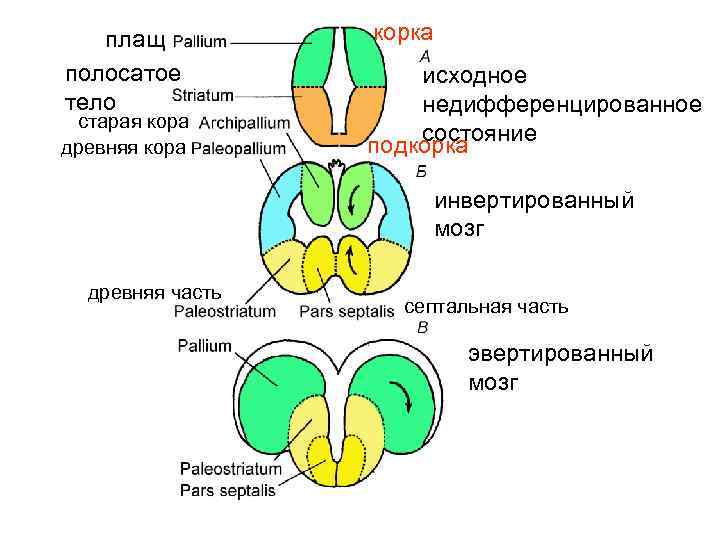   плащ  корка полосатое   исходное тело   недифференцированное старая