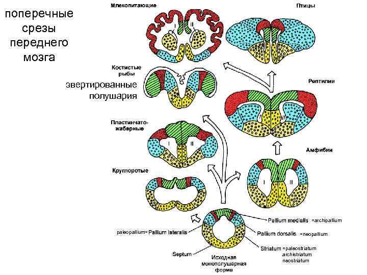 поперечные  срезы переднего  мозга   эвертированные   полушария  
