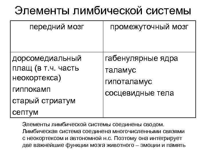 Элементы лимбической системы передний мозг    промежуточный мозг  дорсомедиальный  