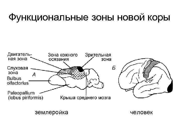 Функциональные зоны новой коры   землеройка  человек 