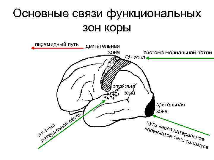 Основные связи функциональных  зон коры  пирамидный путь   двигательная  