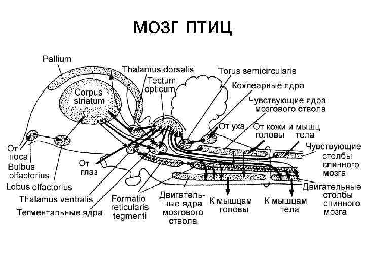мозг птиц 