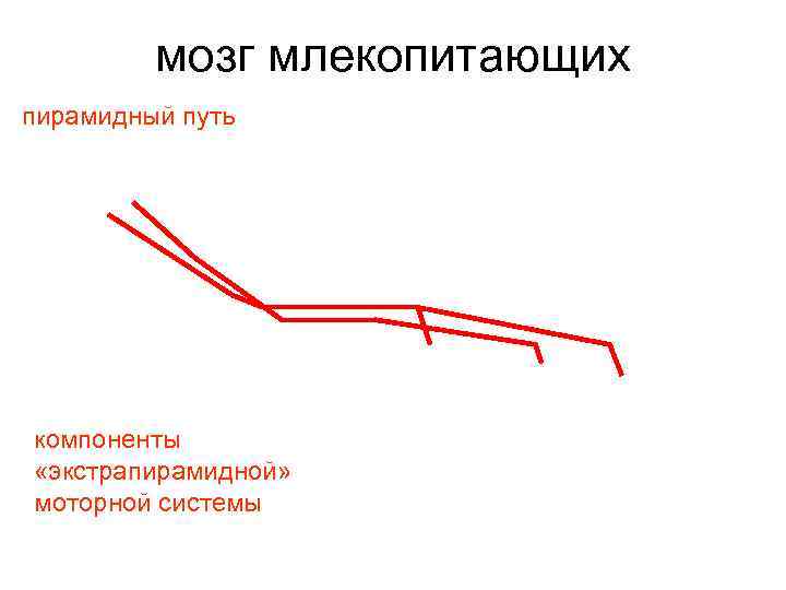    мозг млекопитающих пирамидный путь компоненты «экстрапирамидной» моторной системы 