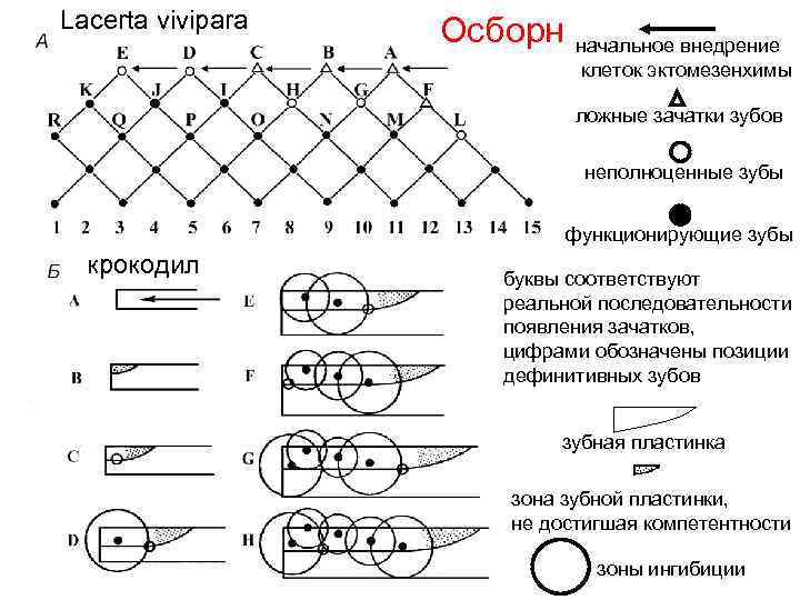 Lacerta vivipara  Осборн  начальное внедрение     клеток эктомезенхимы 