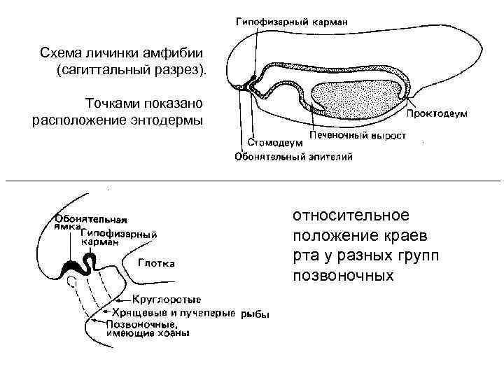  Схема личинки амфибии  (сагиттальный разрез).   Точками показано расположение энтодермы 