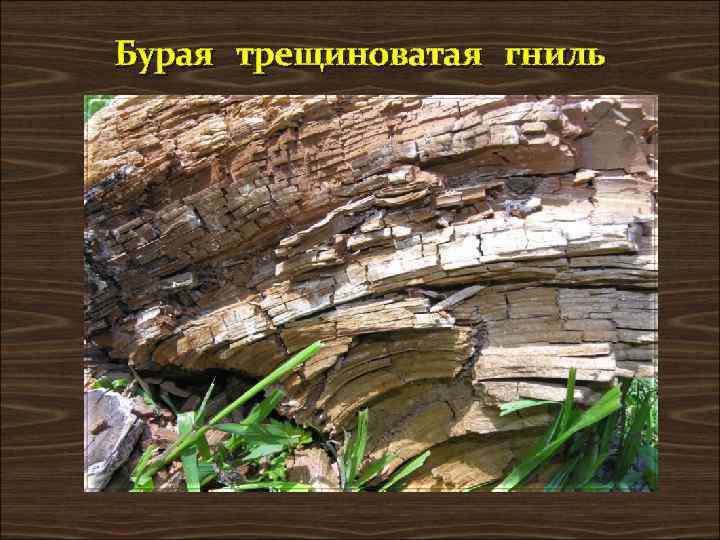 Бурая трещиноватая гниль 