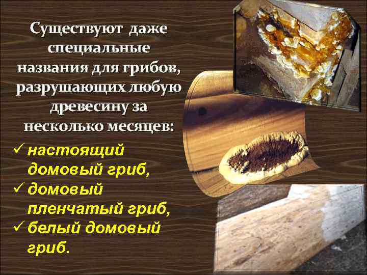 Существуют даже специальные названия для грибов, разрушающих любую древесину за несколько месяцев: ü