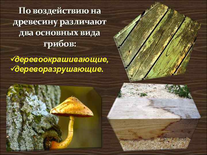  По воздействию на древесину различают два основных вида  грибов: üдеревоокрашивающие, üдереворазрушающие. 