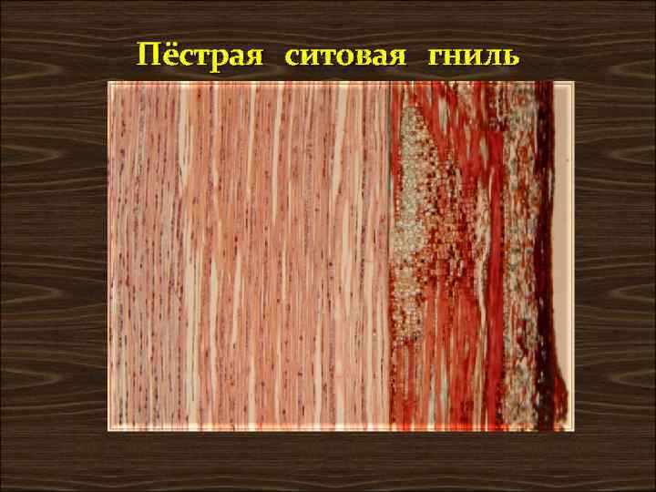 Заболонная гниль древесины фото с описанием