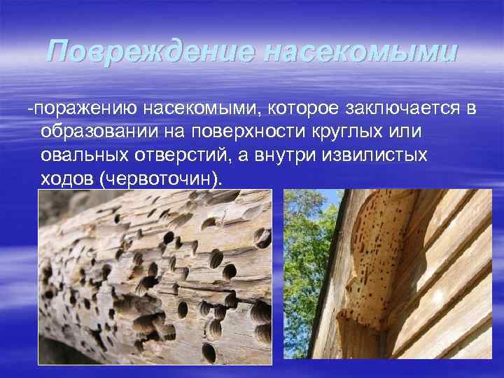  Повреждение насекомыми -поражению насекомыми, которое заключается в образовании на поверхности круглых или овальных