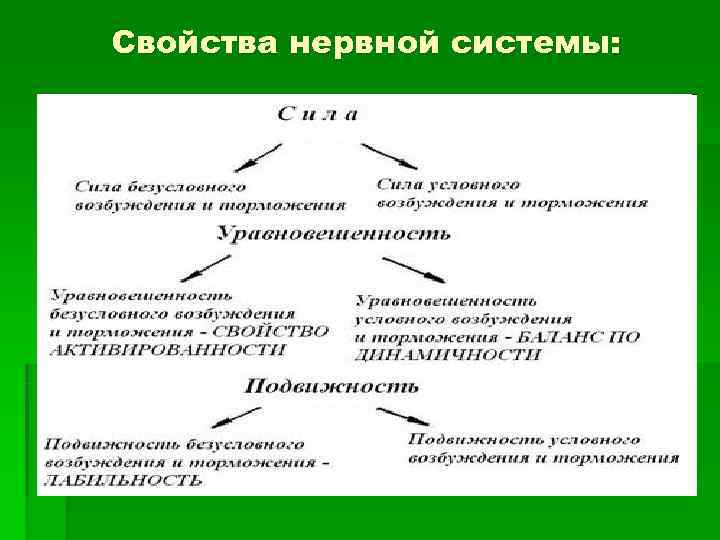 Свойства нервной системы: 