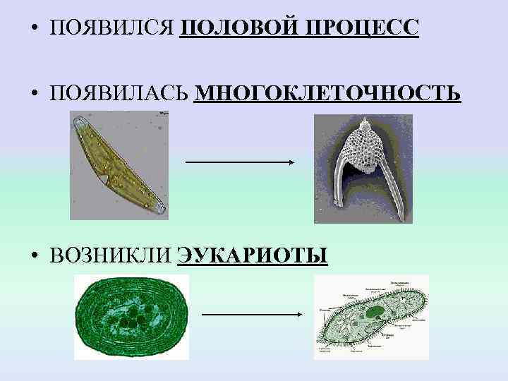  • ПОЯВИЛСЯ ПОЛОВОЙ ПРОЦЕСС  • ПОЯВИЛАСЬ МНОГОКЛЕТОЧНОСТЬ • ВОЗНИКЛИ ЭУКАРИОТЫ 