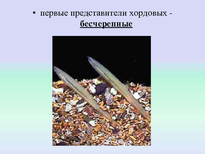  • первые представители хордовых -   бесчерепные 