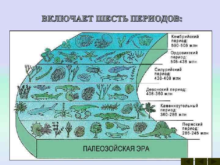 Схема развития жизни на земле