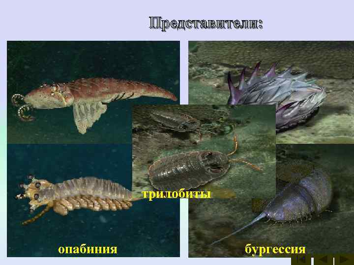    Представители:  аномалокарис БИЛЛИНГСЕЛЛА   виваксия    
