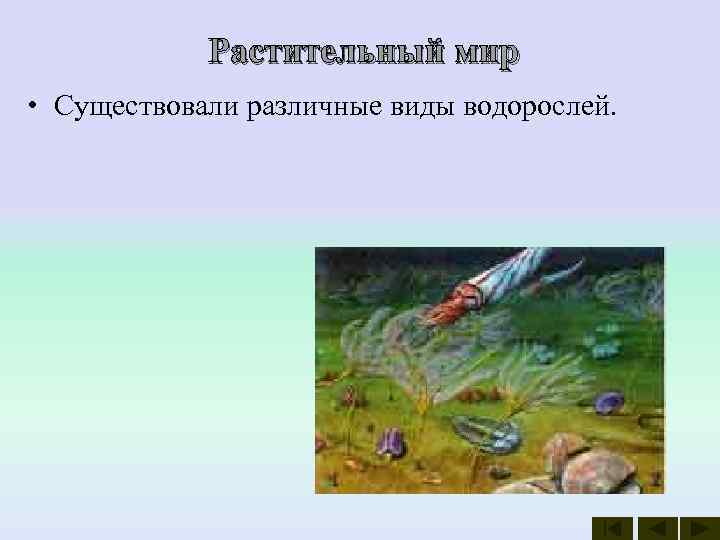   Растительный мир • Существовали различные виды водорослей.  