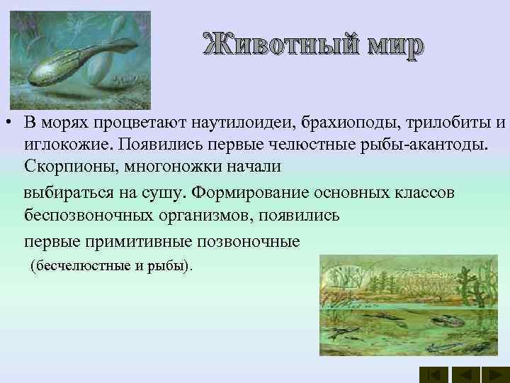       Животный мир  • В морях процветают наутилоидеи,