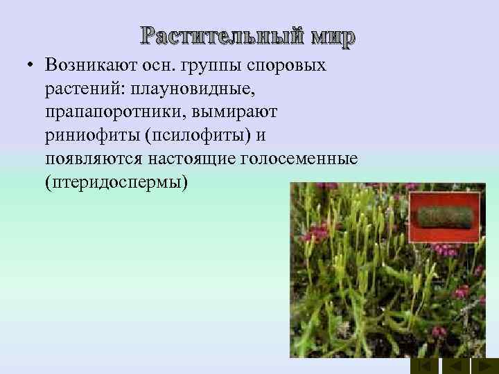   Растительный мир • Возникают осн. группы споровых  растений: плауновидные, прапапоротники, вымирают