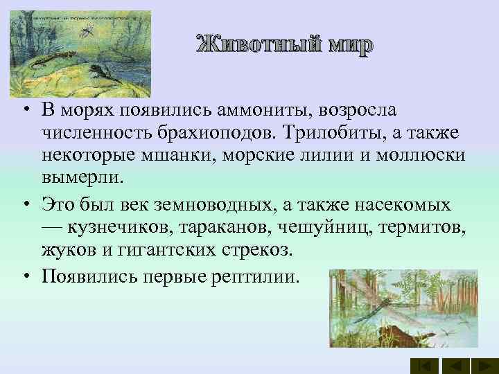    Животный мир  • В морях появились аммониты, возросла  численность