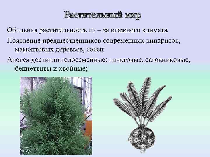     Растительный мир Обильная растительность из – за влажного климата Появление
